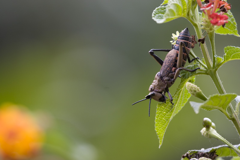 Locust Eating Leaf
